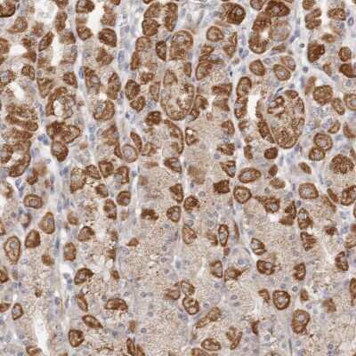 Immunohistochemistry-Paraffin: USP24 Antibody [NBP1-82942]