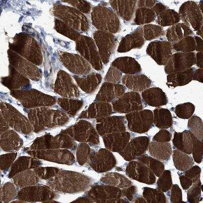 Immunohistochemistry-Paraffin: USP29 Antibody [NBP1-86425]