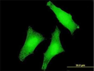 Immunocytochemistry/ Immunofluorescence: USP3 Antibody (1H2) [H00009960-M01]