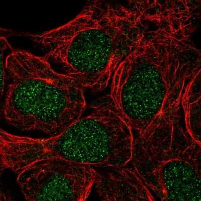 Immunocytochemistry/ Immunofluorescence: USP3 Antibody [NBP2-56600]