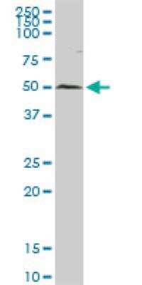 Western Blot: USP3 Antibody [H00009960-D01P]