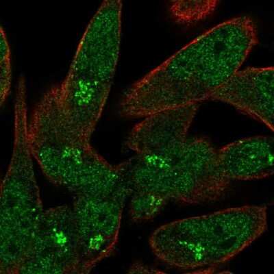 Immunocytochemistry/ Immunofluorescence: USP33 Antibody [NBP1-82931]