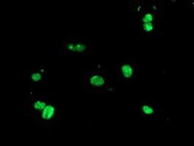 Immunocytochemistry/ Immunofluorescence: USP36 Antibody (OTI7G3) - Azide and BSA Free [NBP2-74806]