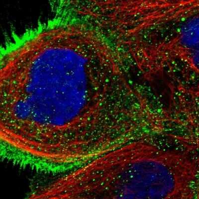 Immunocytochemistry/ Immunofluorescence: USP4 Antibody [NBP1-86876]