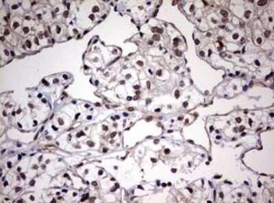 Immunohistochemistry: USP44 Antibody (OTI1D1) - Azide and BSA Free [NBP2-74811]