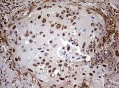 Immunohistochemistry: USP44 Antibody (OTI1D1) - Azide and BSA Free [NBP2-74811]