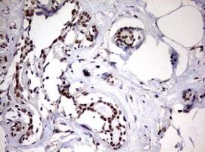 Immunohistochemistry: USP44 Antibody (OTI1D1) - Azide and BSA Free [NBP2-74811]