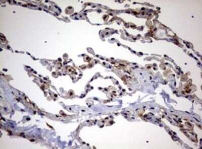 Immunohistochemistry: USP44 Antibody (OTI1D1) - Azide and BSA Free [NBP2-74811]