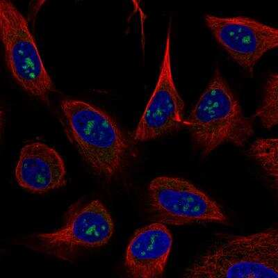 Immunocytochemistry/ Immunofluorescence: USP46 Antibody (CL0364) [NBP2-30417]