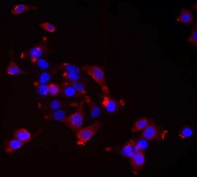 Immunocytochemistry/ Immunofluorescence: USP48 Antibody (3G4) [H00084196-M01]