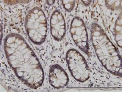 Immunohistochemistry-Paraffin: USP48 Antibody (3G4) [H00084196-M01]