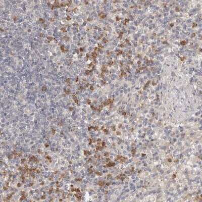 Immunohistochemistry-Paraffin: USP49 Antibody [NBP1-81174]