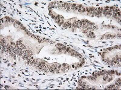 Immunohistochemistry-Paraffin: Isopeptidase T/USP5 Antibody (OTI2E3) [NBP2-02648]