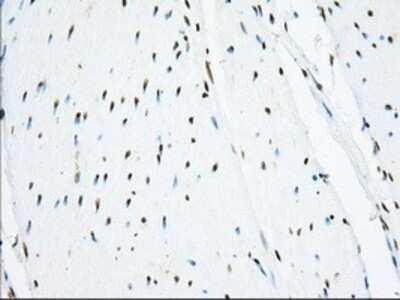 Immunohistochemistry-Paraffin: Isopeptidase T/USP5 Antibody (OTI2E3) [NBP2-02648]