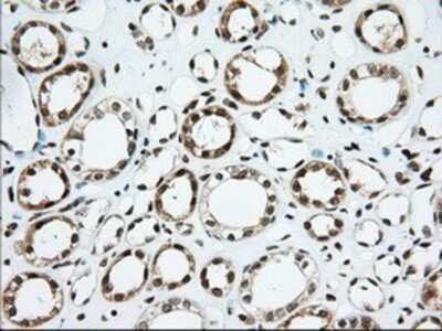 Immunohistochemistry-Paraffin: Isopeptidase T/USP5 Antibody (OTI2E3) [NBP2-02648]