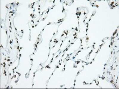 Immunohistochemistry-Paraffin: Isopeptidase T/USP5 Antibody (OTI2E3) [NBP2-02648]