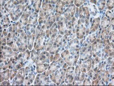 Immunohistochemistry-Paraffin: Isopeptidase T/USP5 Antibody (OTI2E3) [NBP2-02648]