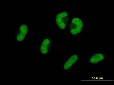 Immunocytochemistry/ Immunofluorescence: USP53 Antibody [H00054532-B01P]