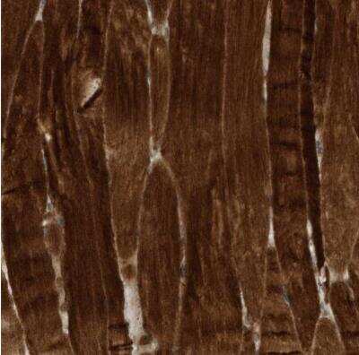 Immunohistochemistry-Paraffin: USP53 Antibody [NBP1-82911]