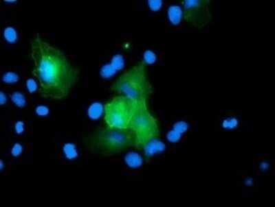 Immunocytochemistry/ Immunofluorescence: USP54 Antibody (OTI1G6) - Azide and BSA Free [NBP2-74813]