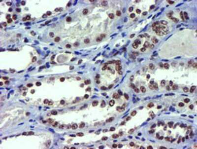 Immunohistochemistry-Paraffin: USP7 Antibody (OTI1F12) [NBP2-01544]