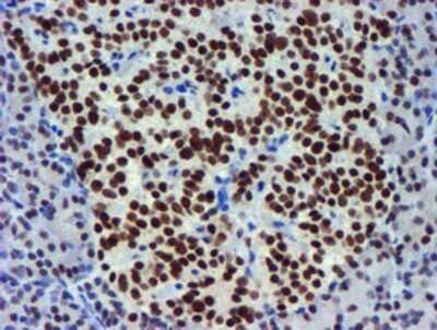 Immunohistochemistry-Paraffin: USP7 Antibody (OTI1F12) [NBP2-01544]