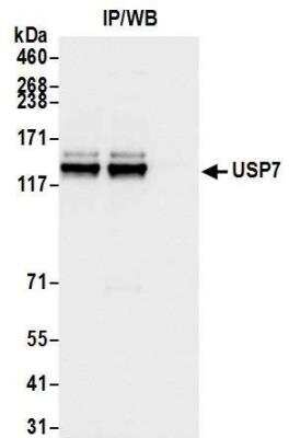 Immunoprecipitation: USP7 Antibody [NB100-513]