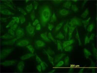 Immunocytochemistry/ Immunofluorescence: USP9x Antibody (1C4) [H00008239-M01]
