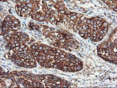 Immunohistochemistry-Paraffin: USP9x Antibody (OTI2G7) [NBP2-03824]
