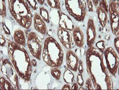 Immunohistochemistry-Paraffin: USP9x Antibody (OTI2G7) [NBP2-03824]