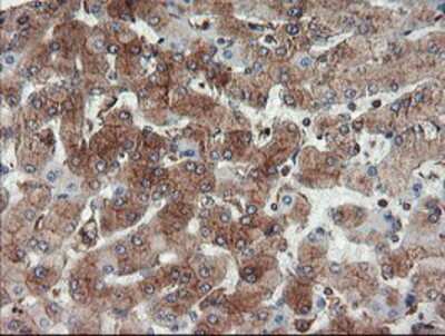 Immunohistochemistry-Paraffin: USP9x Antibody (OTI2G7) [NBP2-03824]