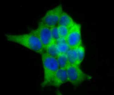 Immunocytochemistry/ Immunofluorescence: USP9x Antibody (JG35-11) [NBP2-75704]