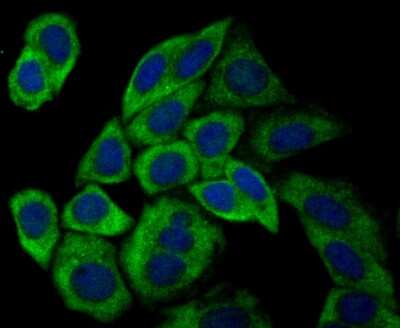 Immunocytochemistry/ Immunofluorescence: USP9x Antibody (JG35-11) [NBP2-75704]
