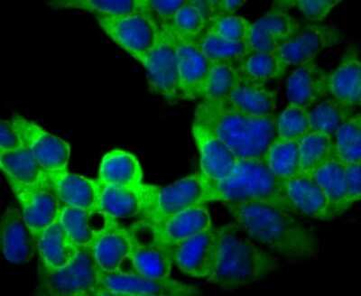 Immunocytochemistry/ Immunofluorescence: USP9x Antibody (JG35-11) [NBP2-75704]
