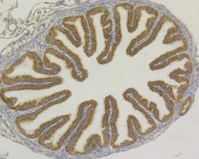 Immunohistochemistry-Paraffin: USP9x Antibody (JG35-11) [NBP2-75704]