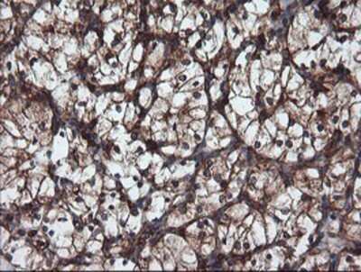 Immunohistochemistry: USP9x Antibody (OTI2G7) - Azide and BSA Free [NBP2-74822]