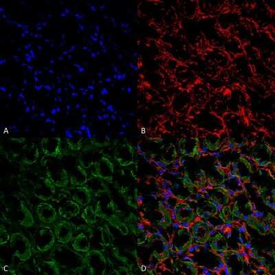 Immunohistochemistry-Paraffin: UT2/SLC14A2 Antibody [NBP1-44375]