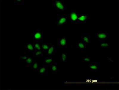 Immunocytochemistry/ Immunofluorescence: UTP11L Antibody [H00051118-B01P]