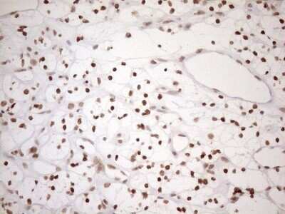 Immunohistochemistry: UTP11L Antibody (OTI5F3) - Azide and BSA Free [NBP2-74823]