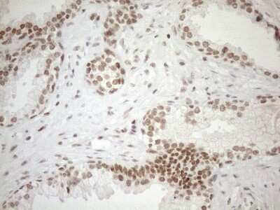 Immunohistochemistry: UTP11L Antibody (OTI5F3) - Azide and BSA Free [NBP2-74823]