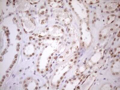 Immunohistochemistry: UTP11L Antibody (OTI5F3) - Azide and BSA Free [NBP2-74823]