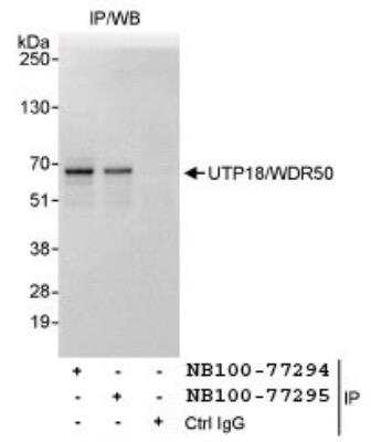 Immunoprecipitation: UTP18 Antibody [NB100-77295]