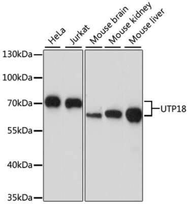 Western Blot: UTP18 AntibodyAzide and BSA Free [NBP2-94790]