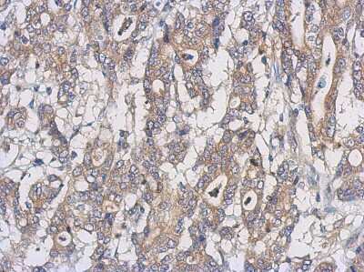 Immunohistochemistry-Paraffin: UXS1 Antibody [NBP2-20841]
