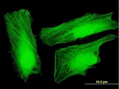 Immunocytochemistry/ Immunofluorescence: UXT Antibody [H00008409-B01P]