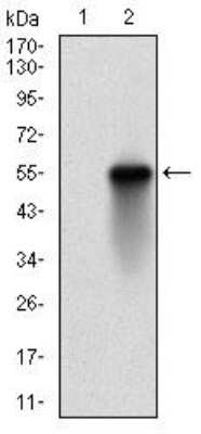 Western Blot: UbcH10/UBE2C Antibody (1F5D3)BSA Free [NBP2-52580]