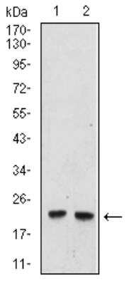 Western Blot: UbcH10/UBE2C Antibody (1F5D3)BSA Free [NBP2-52580]