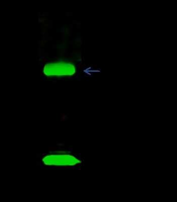Immunoprecipitation: UbcH2/UBE2H Antibody [NBP3-00048]