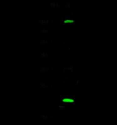 Western Blot: UbcH2/UBE2H Antibody [NBP3-00048]