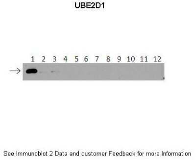 Western Blot: UbcH5a/UBE2D1 Antibody [NBP1-55033]